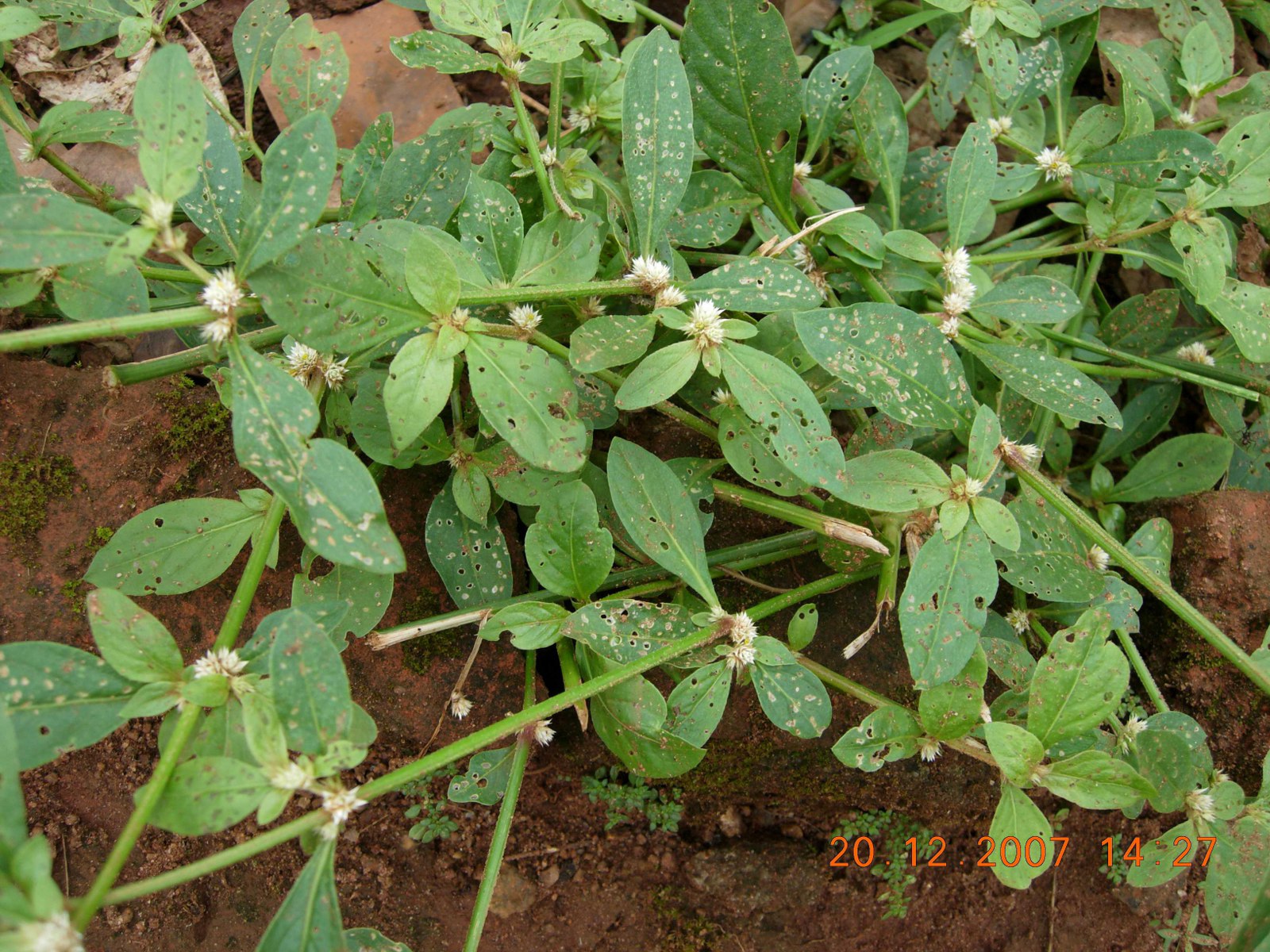 Alternanthera sessilis